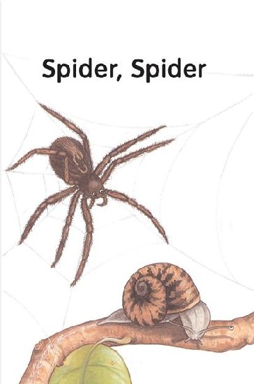 Spider, Spider.jpg