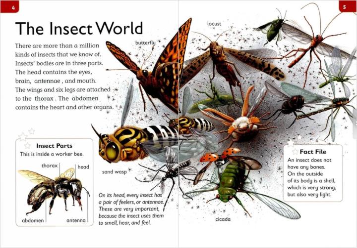 Top Readers Set 4-02 AM-Insect World-3.jpg