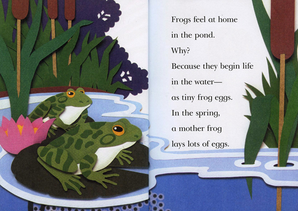 Frogs2.jpg